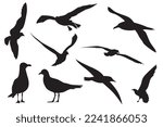 Vector illustration of an albatross bird. the Diomedeidae family. Large seabird in the order Procellariiformes