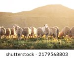 A flock of white sheep standing in the a south african karoo veldt on a sunny summer sunrise.
