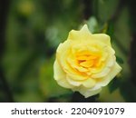 Front view of a yellow rose ...