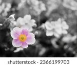 Pink anemone flower in the...