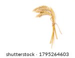 ears of golden wheat in close ... | Shutterstock . vector #1795264603