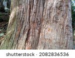 A Thick Section Of A Tree Trunk ...