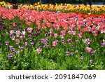 orange tulips meadow. spring... | Shutterstock . vector #2091847069