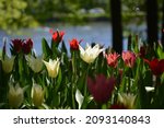 pink tulips meadow. spring... | Shutterstock . vector #2093140843