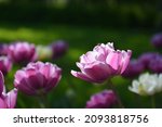 pink tulips meadow. spring... | Shutterstock . vector #2093818756