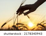 Silhouette of wheats. hand on...