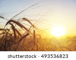 Beautiful nature sunset landscape. Ears of golden wheat close up. Rural scene under sunlight. Summer background of ripening ears of agriculture landscape. Natur harvest. Wheat field natural product. 