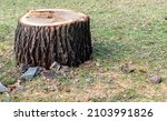 Stump Of Freshly Cut Large Tree ...
