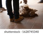 Small photo of Golden retriever with belly in the air, lain down to feet on the ground, Italy.