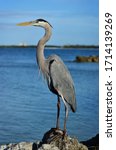 Great Blue Heron Posed On A...