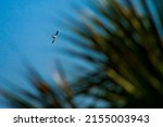Swallow Tail Kite Soaring In A...