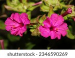 Small photo of Don Diego de Noche with vibrant colors, fuchsia, pink, and yellow, shining