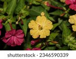 Small photo of Don Diego de Noche with vibrant colors, fuchsia, pink, and yellow, shining