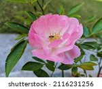 Pink Rose Flower With Honey Bee ...