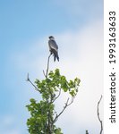 A Mississippi Kite Stands On...