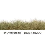 Dried grass isolated on white background.dry grass field.