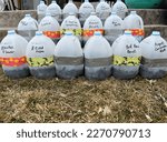Small photo of Outdoor winter seed sowing for cold stratification in plastic milk jugs, they work like little green houses.