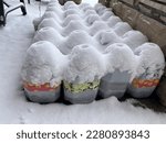 Small photo of Outdoor winter seed sowing in reusable plastic milk jugs, they work as mini greenhouses and withstand the snow and cold to start seeds earlier in the season.