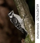 Female Downy Woodpecker On A...
