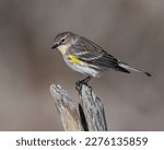 Yellow Rumped Warbler on a perch
