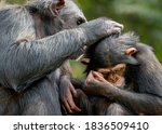 Chimpanzee Playing With Each...