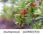 Small photo of The wax myrtle is ripe, the red fruit is very attractive