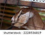 Nubian goats in captivity. Home farm. Goats behind bars.