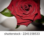 Red Rose Dew On Petals