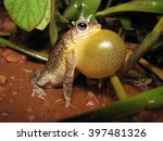 Common Lesser Toad Calling