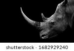 Dangerous big horn rhino face