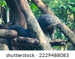 Small photo of This is a binturong at Zoo. Binturong is a kind of large weasel, a member of the Viverridae tribe. This animal is also known as the Malay Civet Cat, Asian Bearcat, Palawan Bearcat, or simply Bearcat