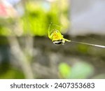 Small photo of spider Araniella cucurbitina on spider web on blurred background. Natural environment. Spider web, Araneidae, Cucumber green spider