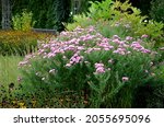 Small photo of perennial beds with ornamental grasses and pink perennials. the edge of the flowerbed into arches and ripples. park staircase made of stone near flowers.