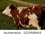 Small photo of a cow in the pasture near the feeding tank. heifer has mottled skin and a scar stitched on her side with metal clips that resemble a zipper. surgery or complicated caesarean delivery of the calf. tank
