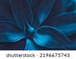 Succulent species agave attenuata leaves details, top view. Dragon plant. Cactus natural abstract floral pattern background, dark blue toned. 