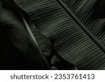 Abstract bold green leaves texture  background, elegant tropical banana leaf details, nature wallpaper, vintage tone, deep shading, foliage, ecology concept, dark moody feel. refined, elegance. leaf