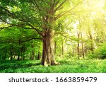 Beech Forest With A Old Tree In ...