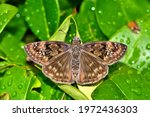 Small photo of Horace's Duskywing (Erynnis horatius) butterfly with wings open on wet Indian Hawthorn leaves.
