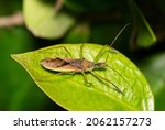 Leaf Hopper Assassin Bug  Zelus ...
