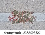 Small photo of Spotted Spurge (Euphorbia maculata) growing through a crack in the sidewalk. Noxious invasive weed native to the USA that thrives in the Summer months.