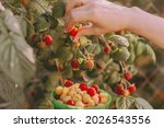 Female hands picking red and yellow raspberries in organic garden, seasonal work on raspberry plantation. Raspberries bush with green leaves. Summer healthy foods and berries.
