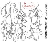 grapes  set of hand drawn... | Shutterstock .eps vector #348612950