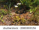 Venus Flytrap, Dionaea muscipula, with white flowers, North Carolina, USA