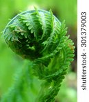 Small photo of A fern - the macro of crosier. Shallow depth of field