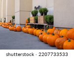 Row Of Ripe Pumpkins Outdoors....