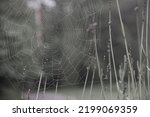 Lacey  Dew Covered Spider Web...