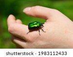 Green Rose Chafer Bug On The...