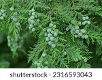 Small photo of A green branch of Lawson's cypress blooming in the summer garden