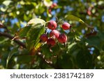Apple Malus Rudolph tree with dark red apple fruits.