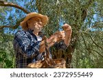 Small photo of Mature gardener picking olives in olive tree garden. Harvesting in mediterranean olive grove in Sicily, Italy.